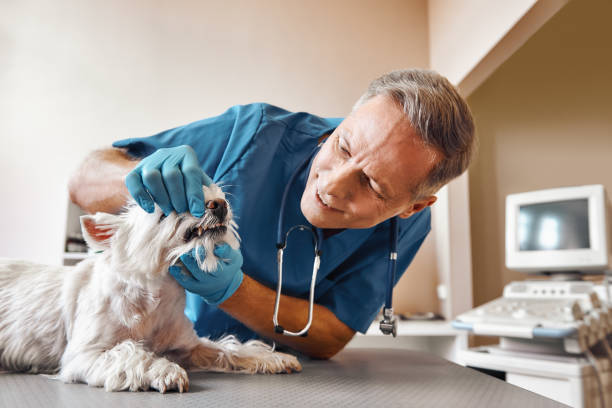 Best Emergency Treatment for Dental Infections or Abscesses in Superior, WI
